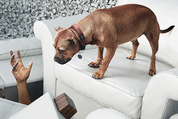 dog Behavioural dog standing on a white couch