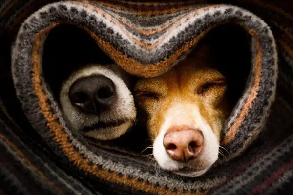 Puppy Socialisation Facts two dogs sleeping in a cosy wool