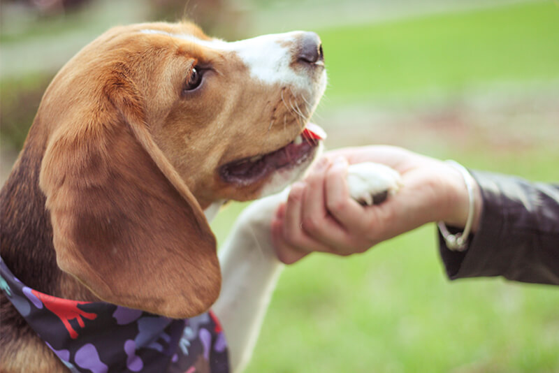 the dog is the best friend. Beagle plays with trainer in the autumn park