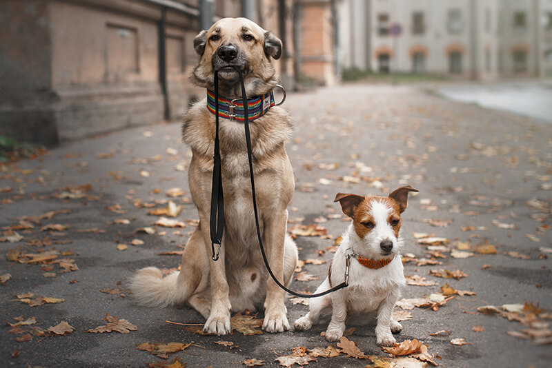 Mixed breed dog and Jack Russell Terrier walking in autumn park