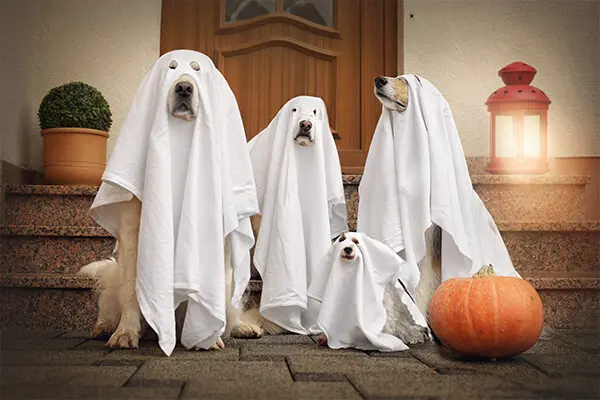 Four dogs sit as a ghost in front of the door