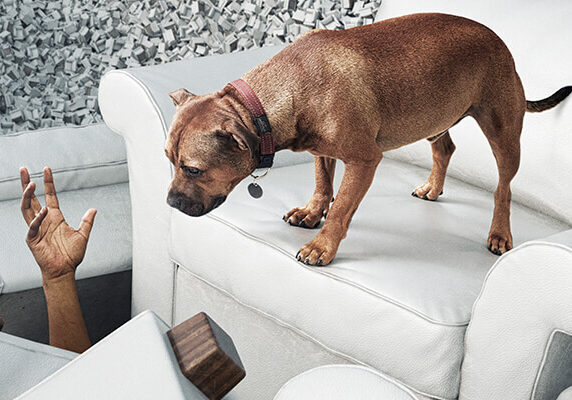 dog Behavioural dog standing on a white couch