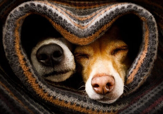 Puppy Socialisation Facts two dogs sleeping in a cosy wool