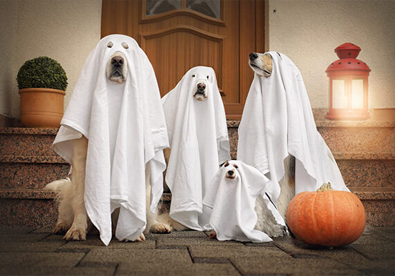 Four dogs sit as a ghost in front of the door